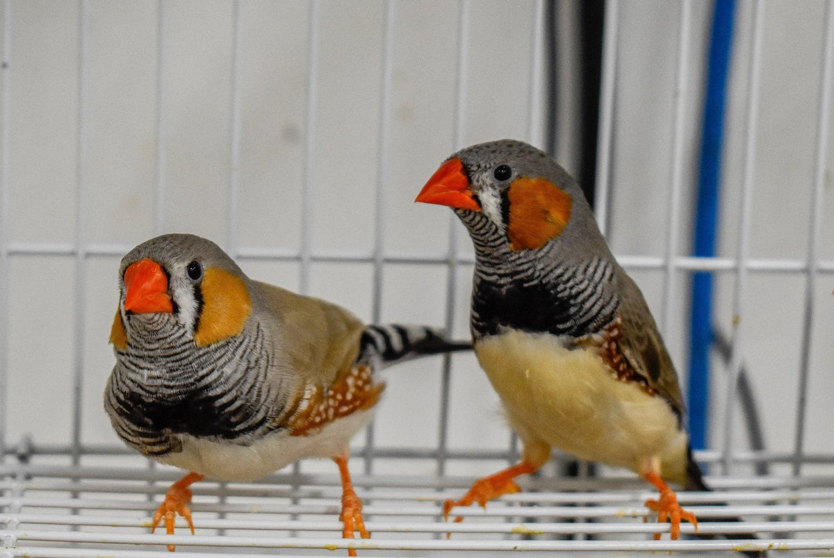Zebra Finch product image 2