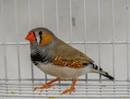 Zebra Finch product image 4