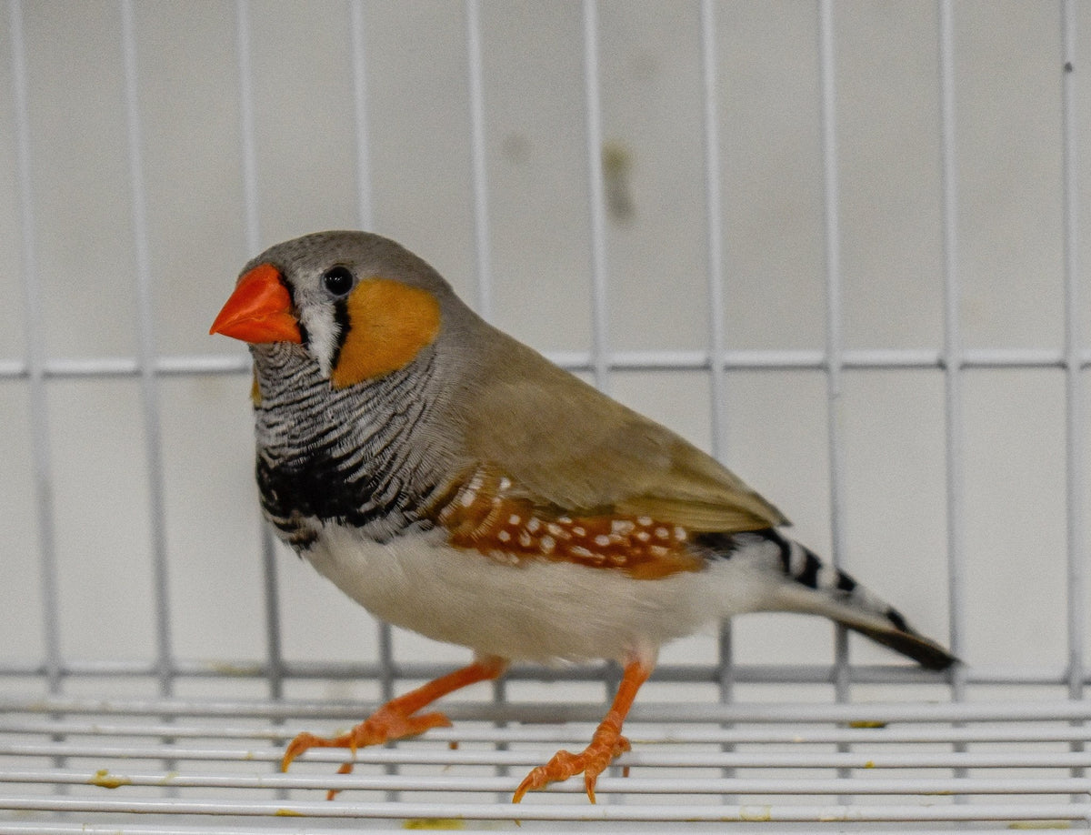 Zebra Finch product image 4