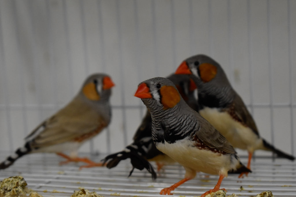 Zebra Finch product image 5