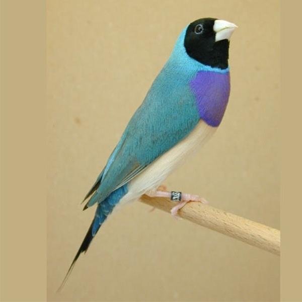 Live Gouldian Finch product image 1