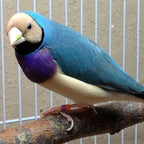 Live Gouldian Finch product image 3