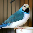 Live Gouldian Finch product image 4