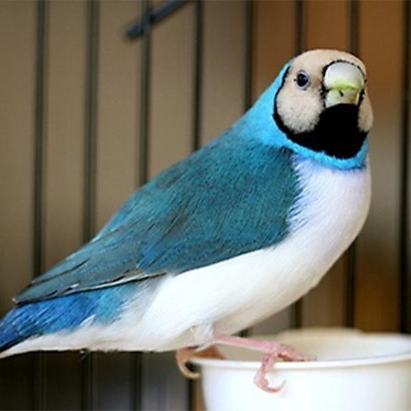Live Gouldian Finch product image 4