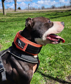 Weighted Working Dog Collar product image 11