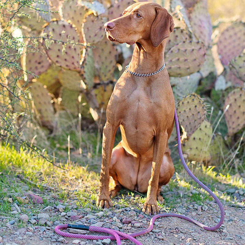 Climbing Rope Dog Leash product image 1