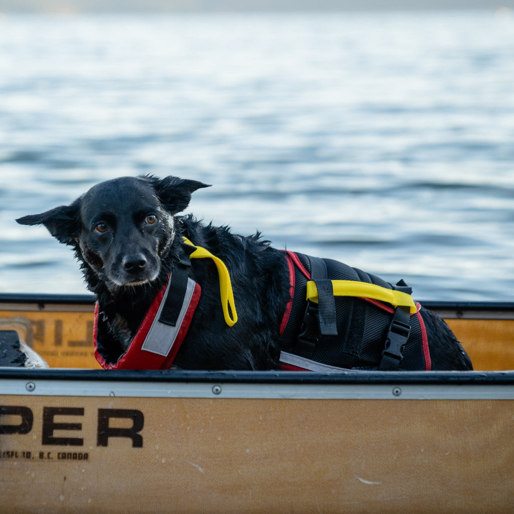 Dog Flotation PFD product image 7