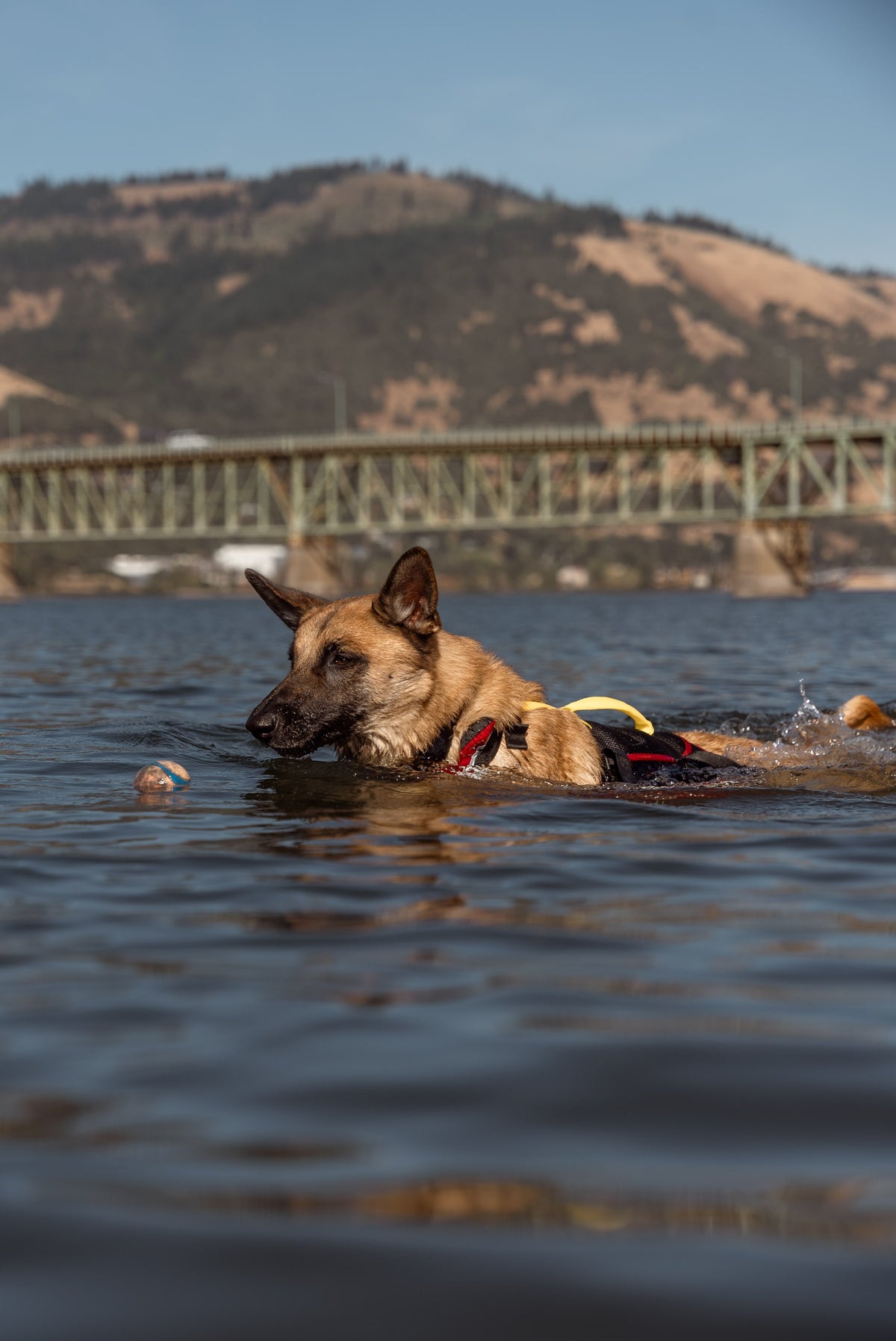 Dog Flotation PFD product image 8
