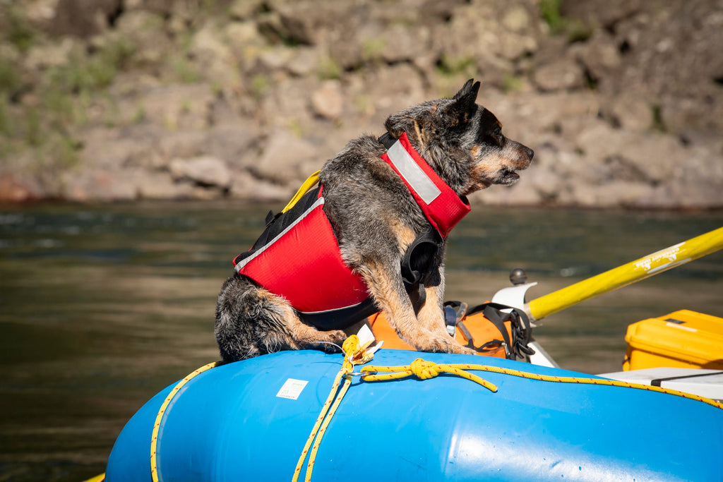 Dog Flotation PFD product image 9
