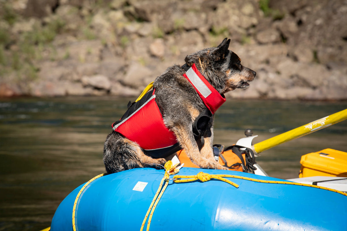 Dog Flotation PFD product image 9