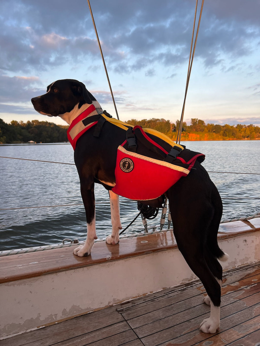 Dog Flotation PFD product image 10