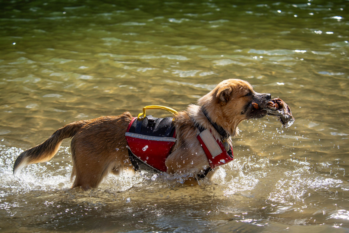 Dog Flotation PFD product image 11