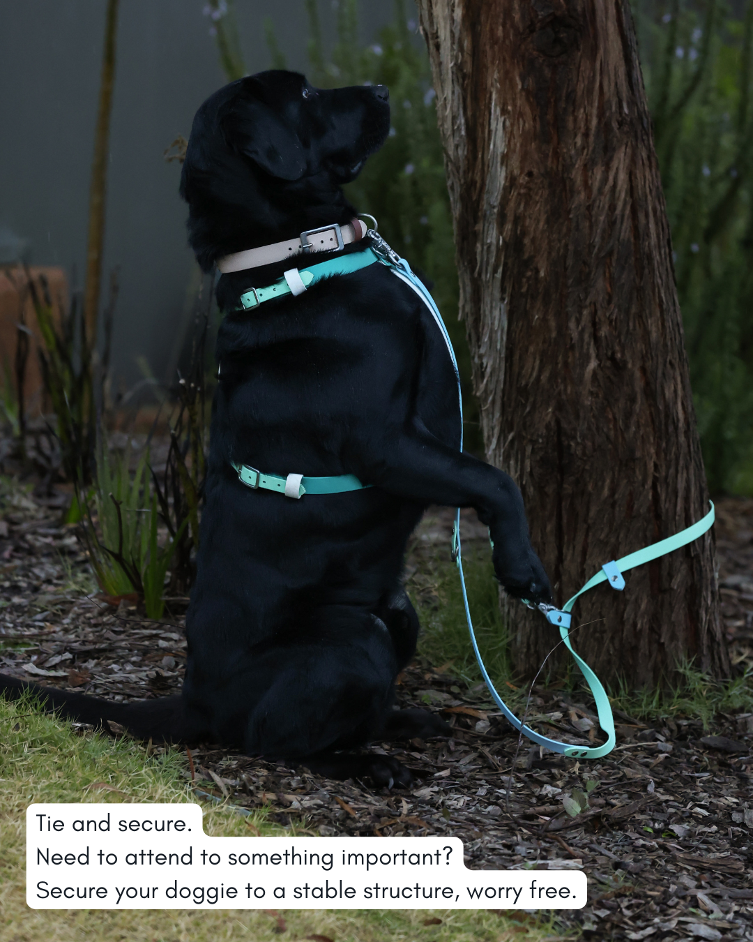 Hands-Free Dog Leash product image 2