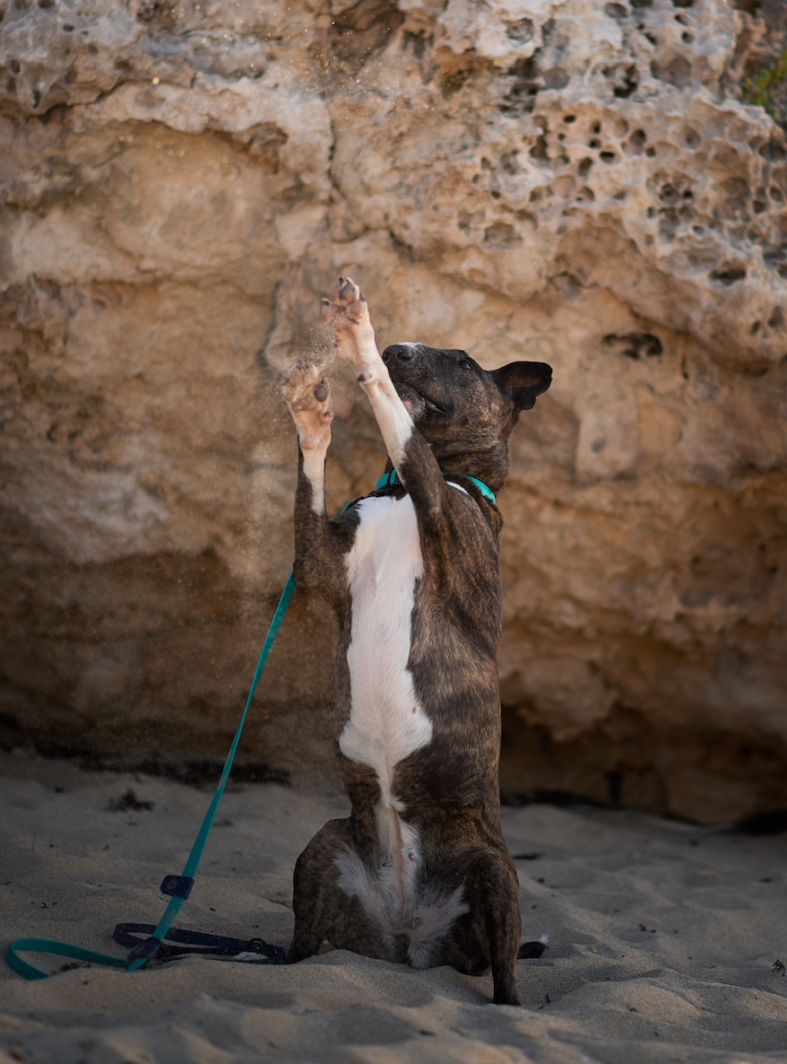 Hands-Free Dog Leash product image 15