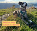 Greyhound and Whippet Dog Boots product image 3