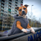 Teddy Sherpa Dog Jacket product image 3