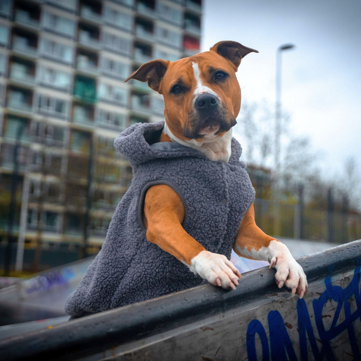Teddy Sherpa Dog Jacket product image 3