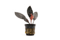 Aquarium Plant product image 1