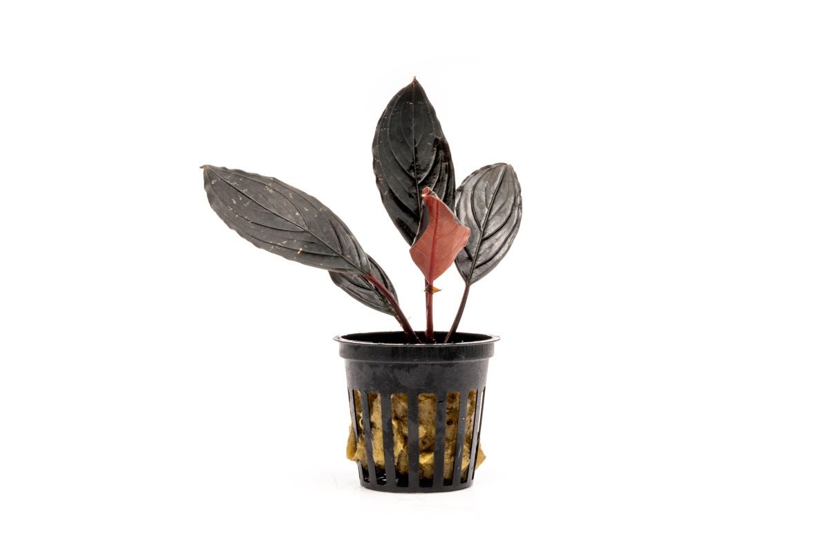 Aquarium Plant product image 1
