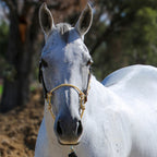 Hybrid Horse Headcollar product image 3