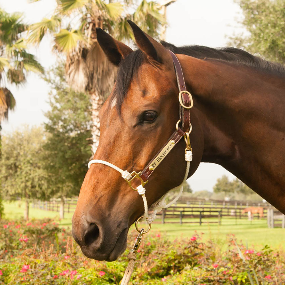 Hybrid Horse Headcollar product image 7