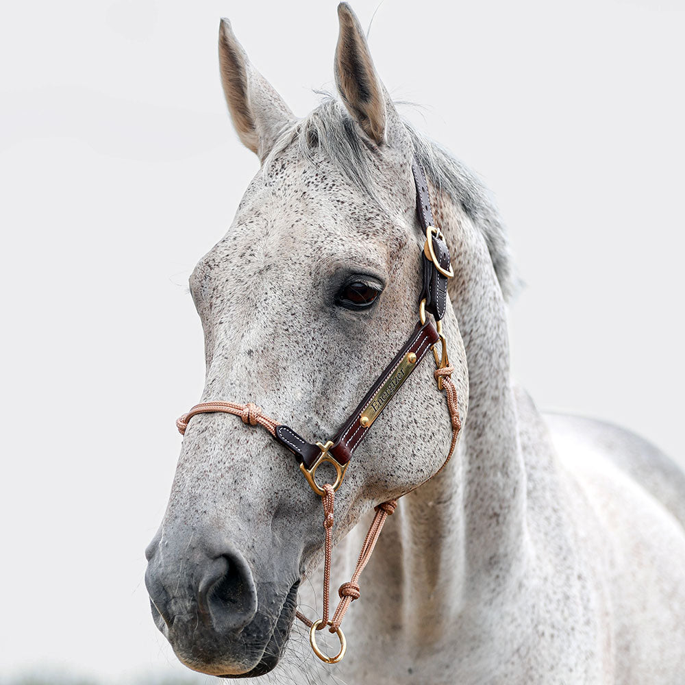 Leather Horse Halter product image 1