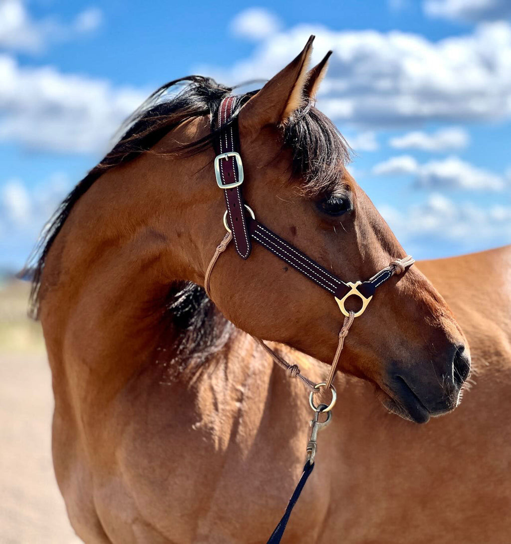 Leather Horse Halter product image 4