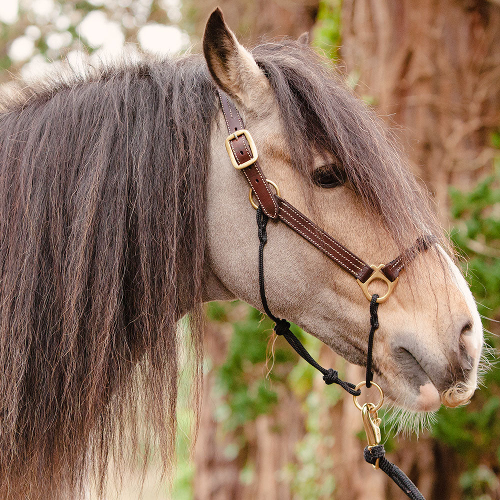 Leather Horse Halter product image 11