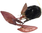 Live Tiger Lotus Aquarium Bulb product image 7
