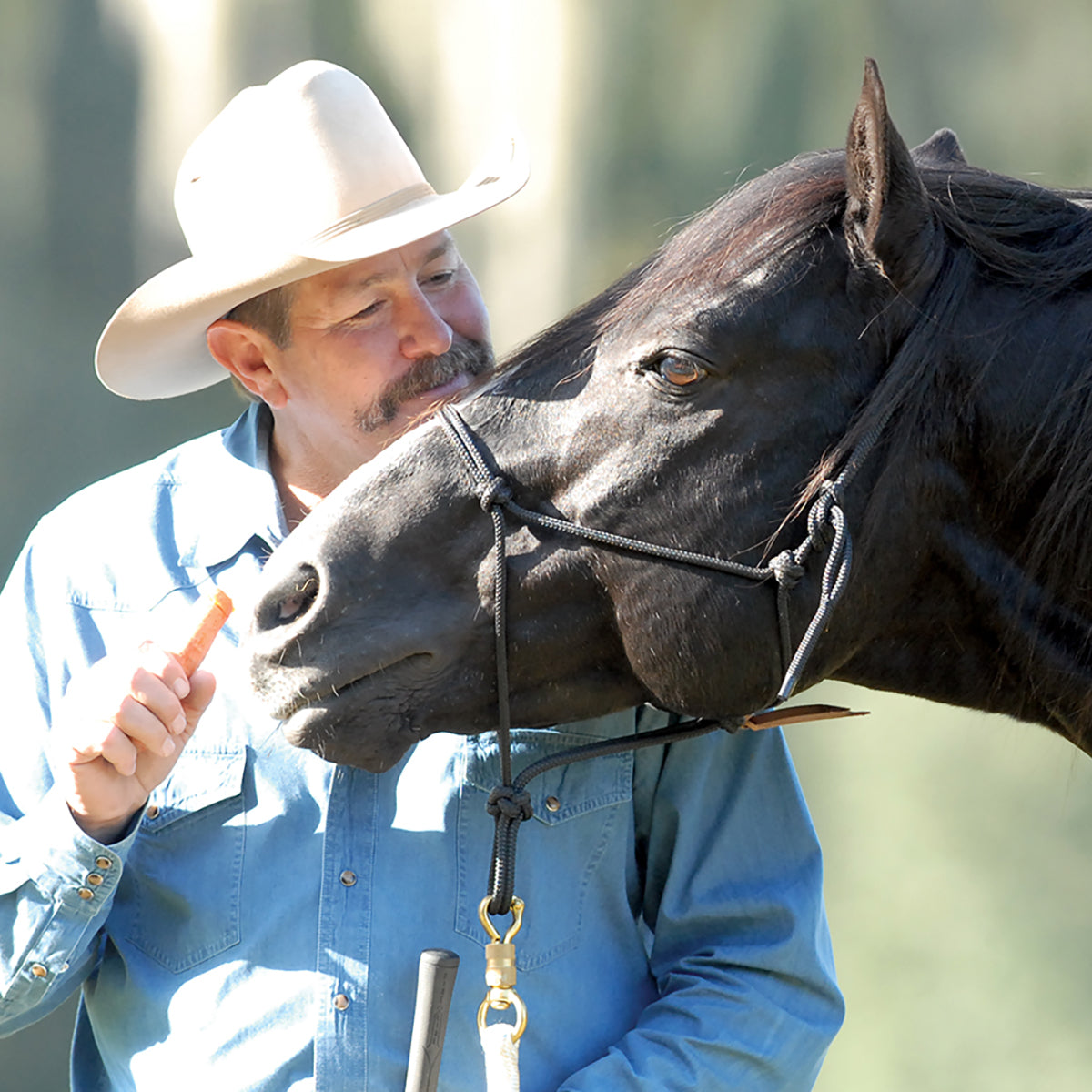 horse halter for natural horsemanship training