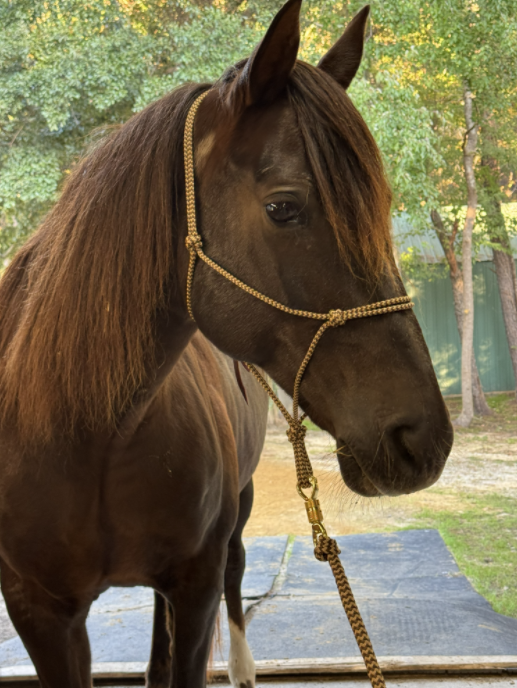 Hand-Tied Rope Horseman's Halter product image 5