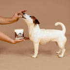 Flea and Tick Support Chews for Dogs product image 7