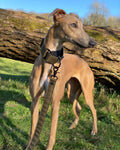 Martingale Dog Collar product image 2