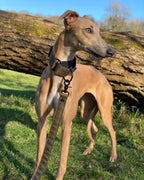 Martingale Dog Collar product image 2