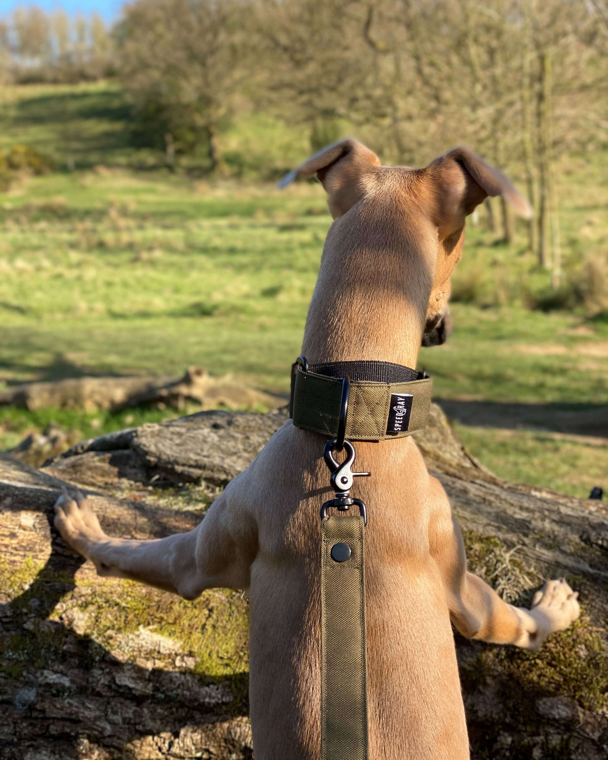 Martingale Dog Collar product image 6
