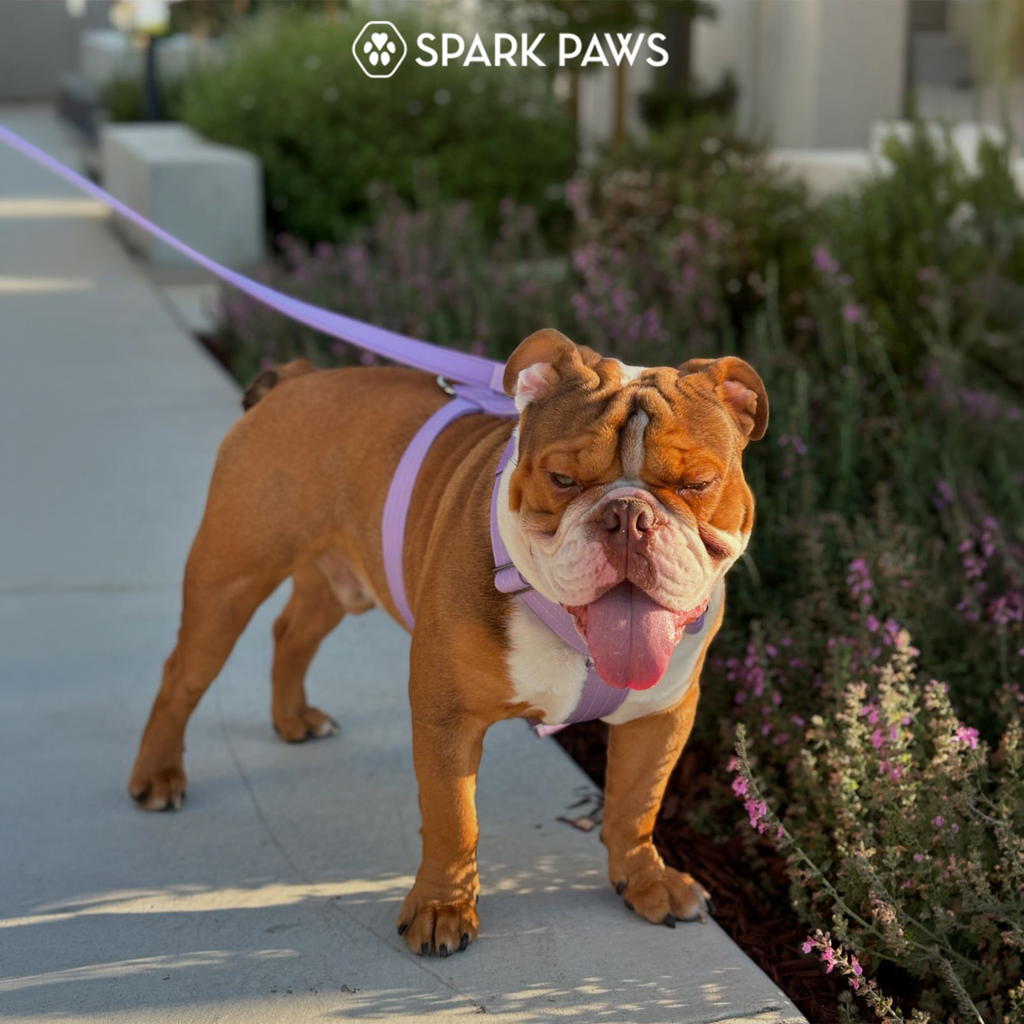 No-Pull Dog Harness Walking Set product image 49