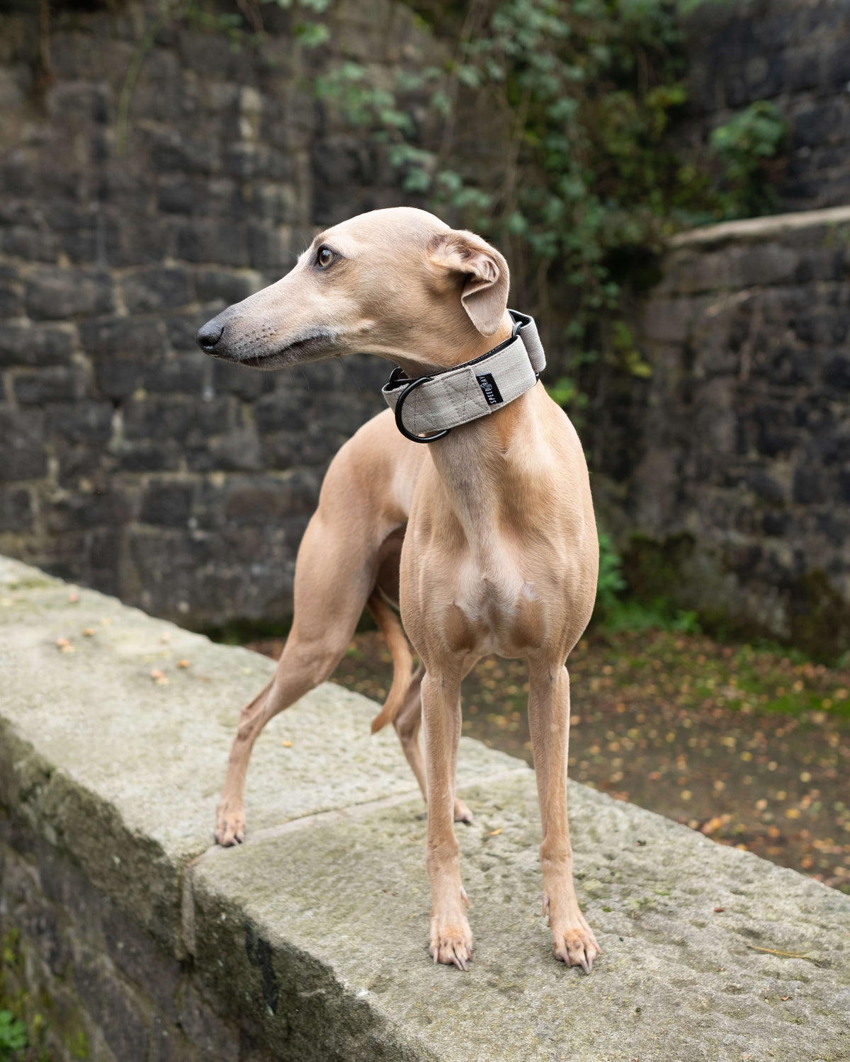 Dog Martingale Collar product image 3