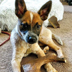 Moose Antler Dog Chew Assortment product image 7