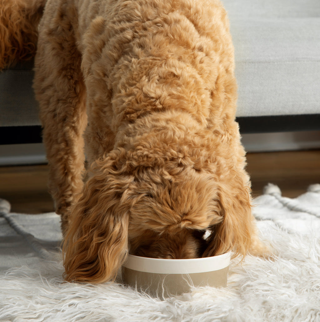 Ceramic Dog Bowl product image 2