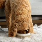 Ceramic Dog Bowl product image 2