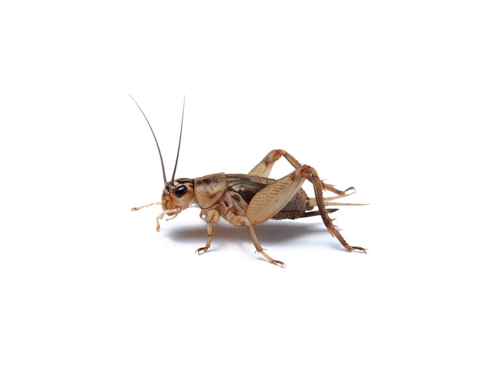 Live Banded Cricket Feeder Insects product image 6