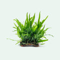 Live Aquarium Plant product image 2