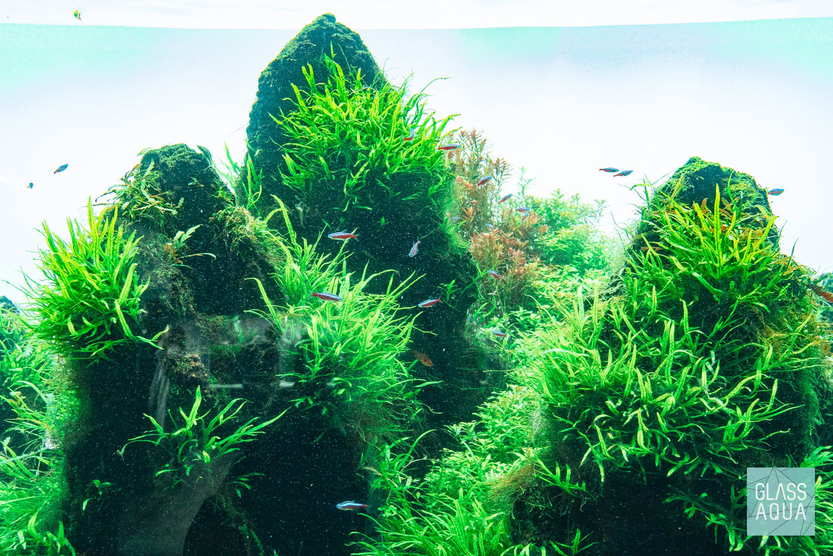 Live Aquarium Plant product image 3