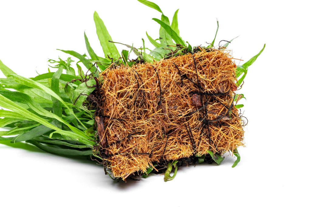 Live Aquarium Plant product image 4