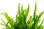 Live Aquarium Plant product image 5