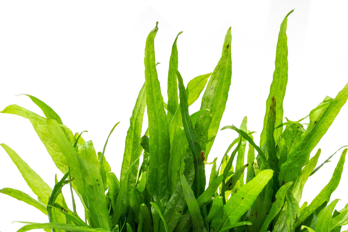 Live Aquarium Plant product image 5