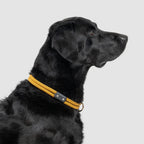 Climbing Rope Slip-On Dog Collar product image 12