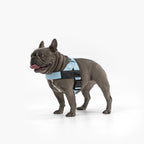 Adjustable Grab-Handle Dog Harness product image 8