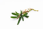 Live Aquarium Plant product image 2