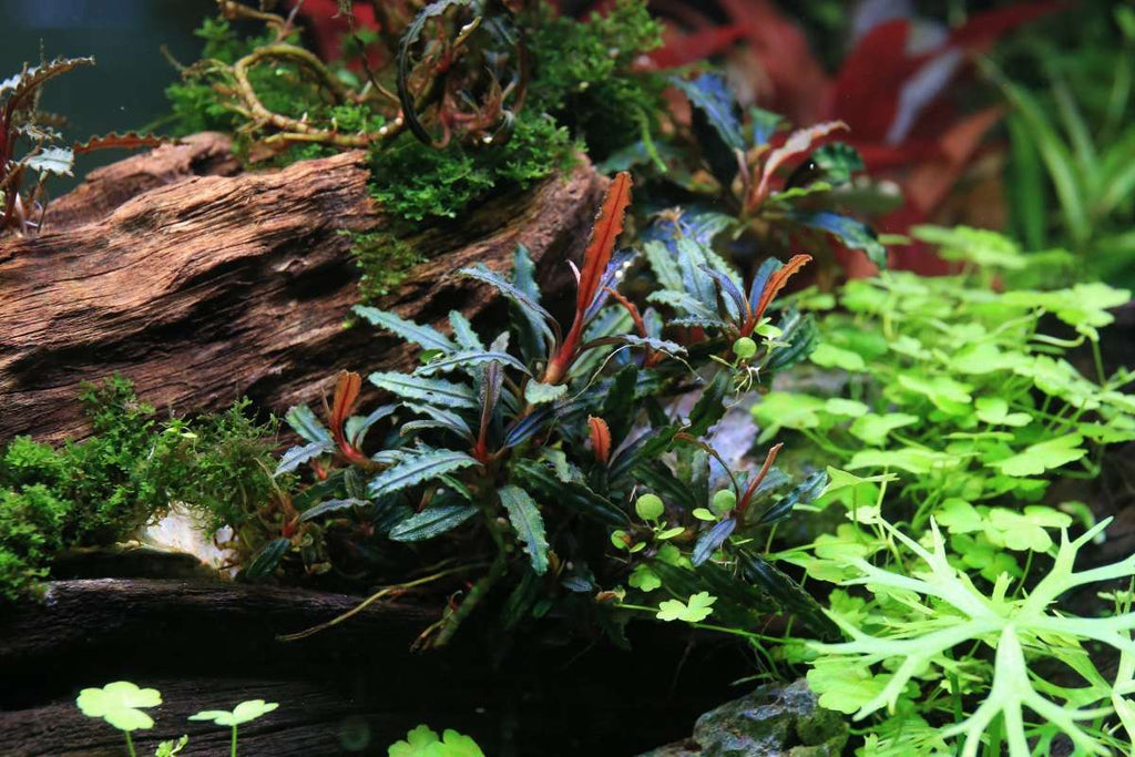 Live Aquarium Plant Mini Clump (3-5 Plants)